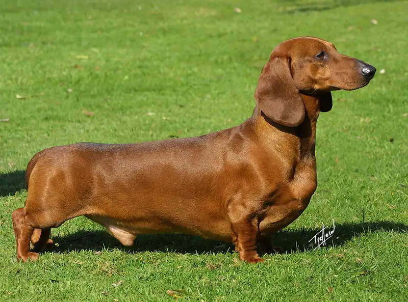 Dachshund - Hound breed, Bold and Courageous