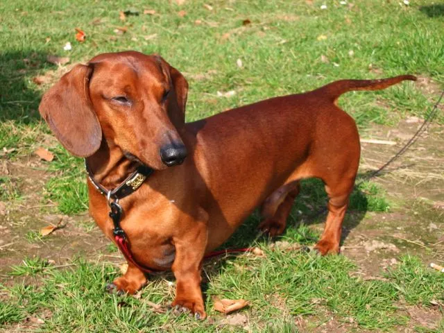 Dachshund photo thumbnail 2