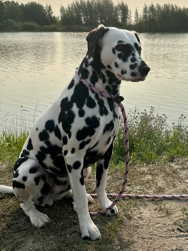 Dalmatian - Non-Sporting breed, Affectionate and Energetic