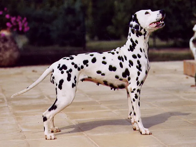 Dalmatian photo thumbnail 2