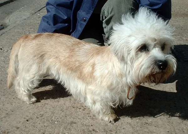 Dandie Dinmont Terrier, a 86% match to Akita