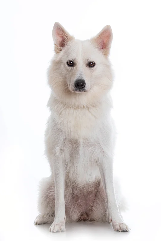Danish Spitz, a 87% match to American Bully