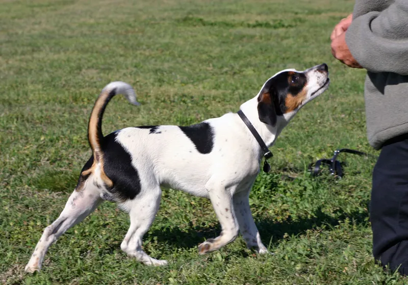 Danish-Swedish Farmdog photo thumbnail 1