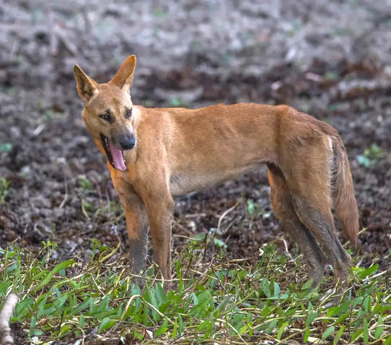 Dingo, a 87% match to Nenets Herding Laika