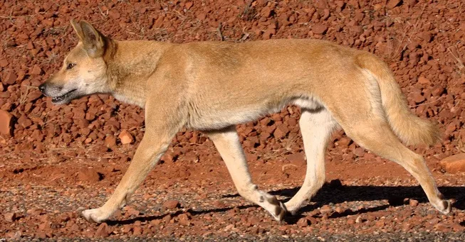 Dingo photo thumbnail 5