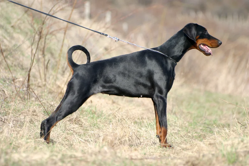 Dobermann photo thumbnail 1