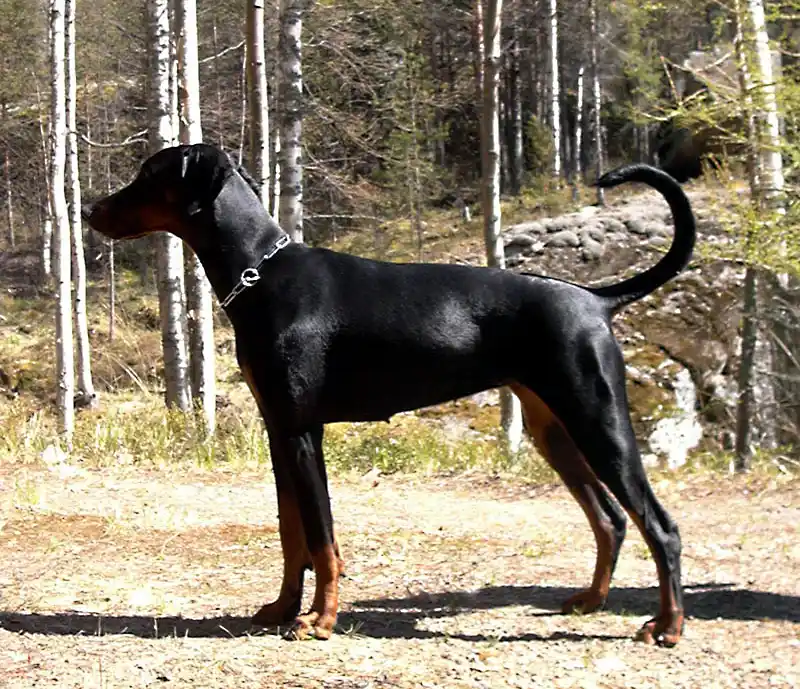 Dobermann photo thumbnail 3
