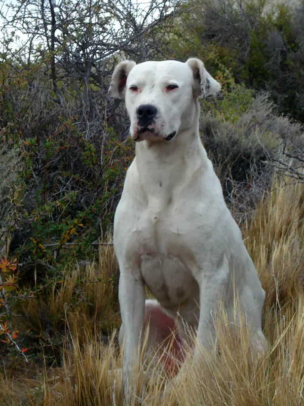 Dogo Argentino photo thumbnail 1