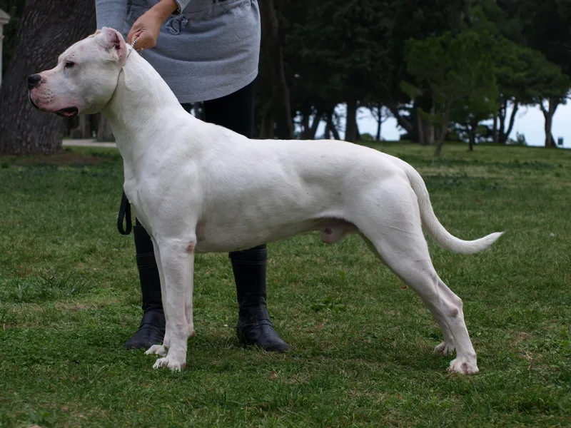 Dogo Argentino photo thumbnail 3