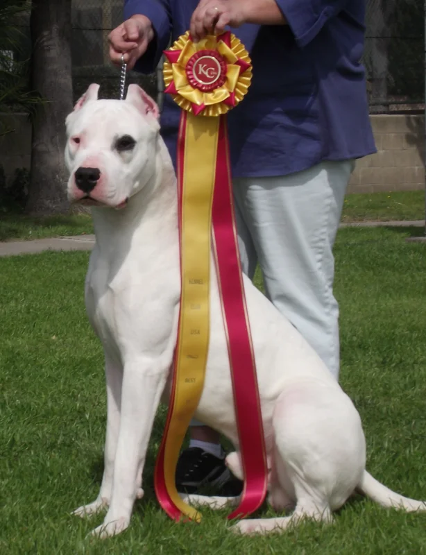 Dogo Argentino photo thumbnail 7