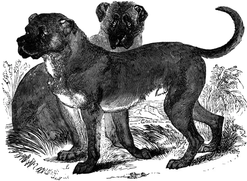 Dogo Cubano - Molosser breed known for being Intelligent and Loyal