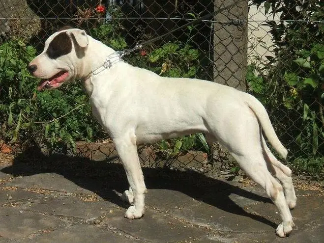 Dogue Brasileiro, a 89% match to Serrano Bulldog