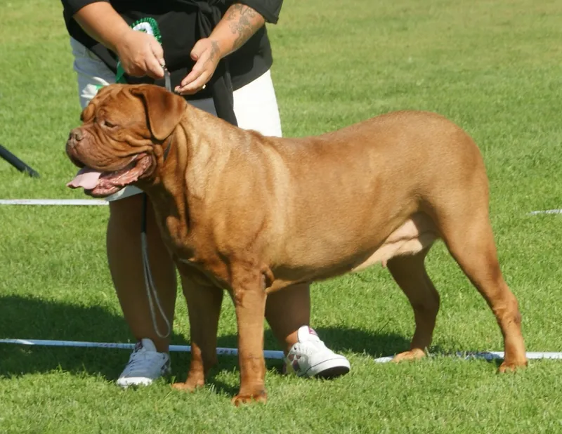 Dogue de Bordeaux photo thumbnail 1