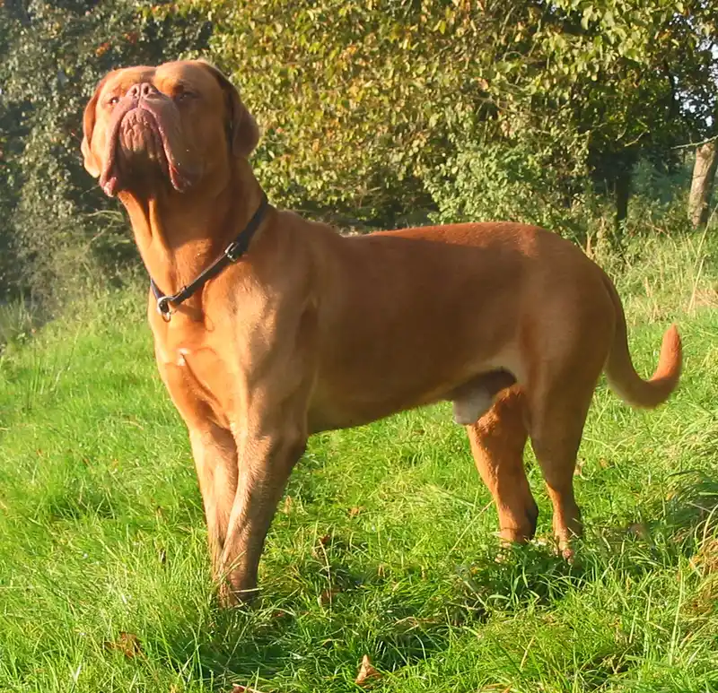 Dogue de Bordeaux, a 85% match to Neapolitan Mastiff