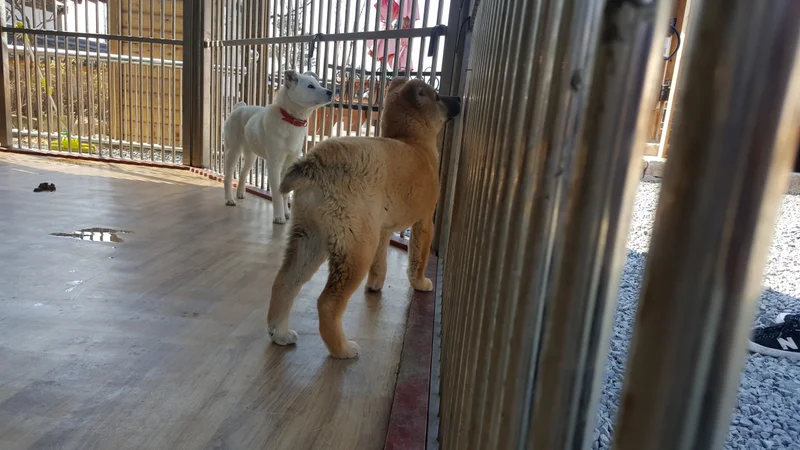 Donggyeongi - Herding breed known for being Alert and Brave