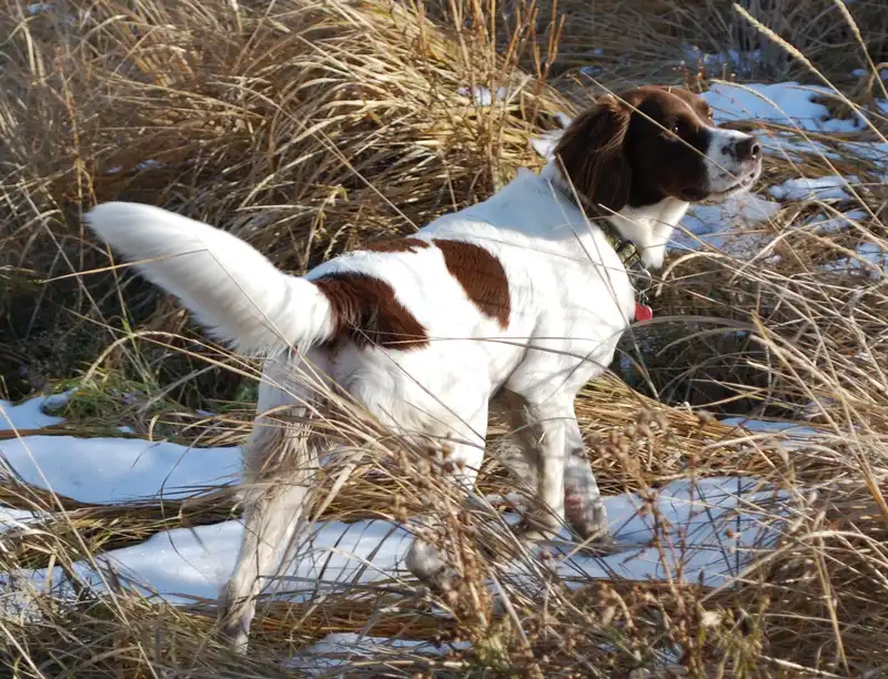 Drentse Patrijshond photo thumbnail 4