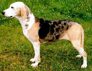 Dunker, a 89% match to Redbone Coonhound