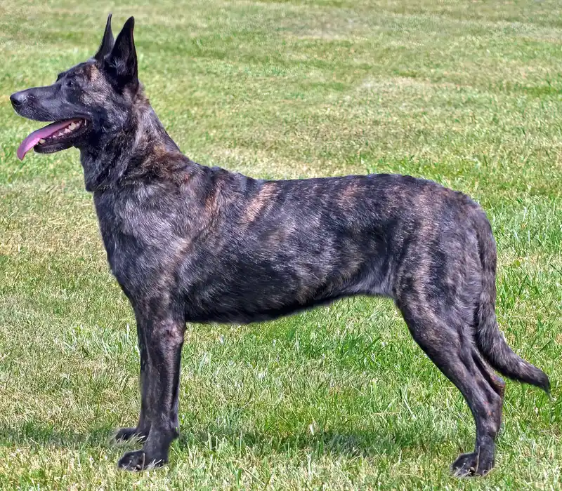 Dutch Shepherd, a 86% match to Donggyeongi