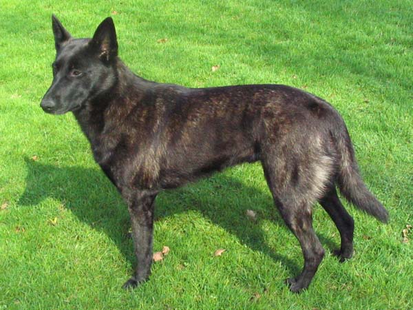 Dutch Shepherd photo thumbnail 2