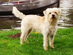 Dutch Smoushond photo thumbnail 1