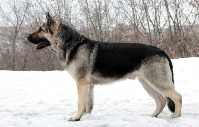 East European Shepherd photo thumbnail 1