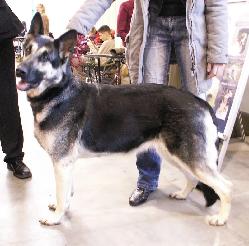 East European Shepherd, a 88% match to Airedale Terrier