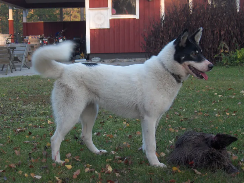 East Siberian Laika, a 83% match to Jagdterrier