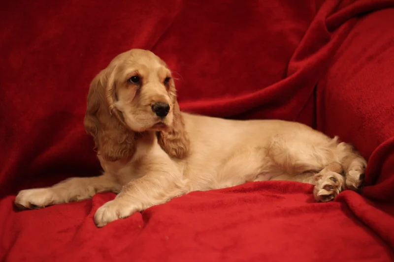 English Cocker Spaniel photo thumbnail 1