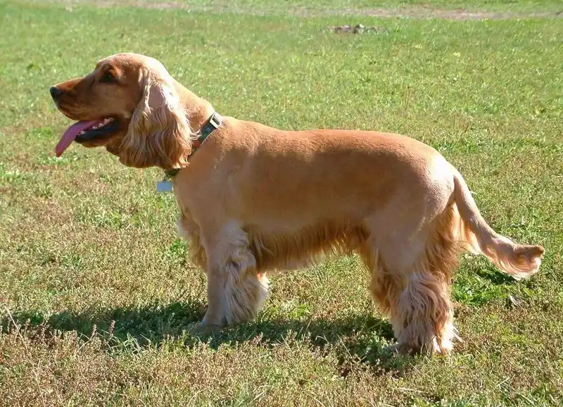 English Cocker Spaniel photo thumbnail 4