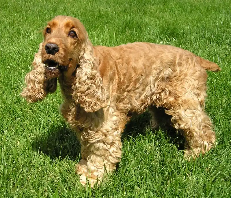 English Cocker Spaniel, a 88% match to Flat-coated Retriever