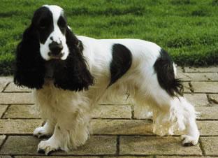 English Cocker Spaniel photo thumbnail 6