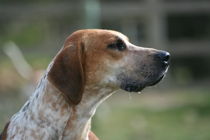 English Foxhound - Hound breed known for being Energetic and Gentle