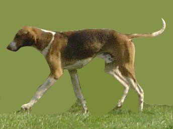 English Foxhound photo thumbnail 2