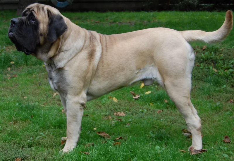 English Mastiff photo thumbnail 1