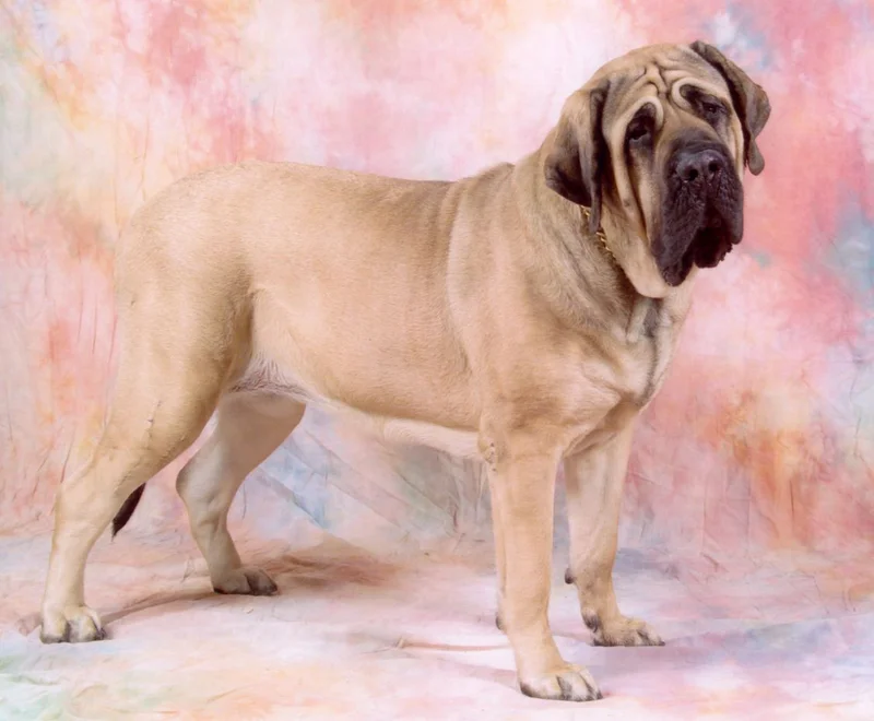 English Mastiff photo thumbnail 2