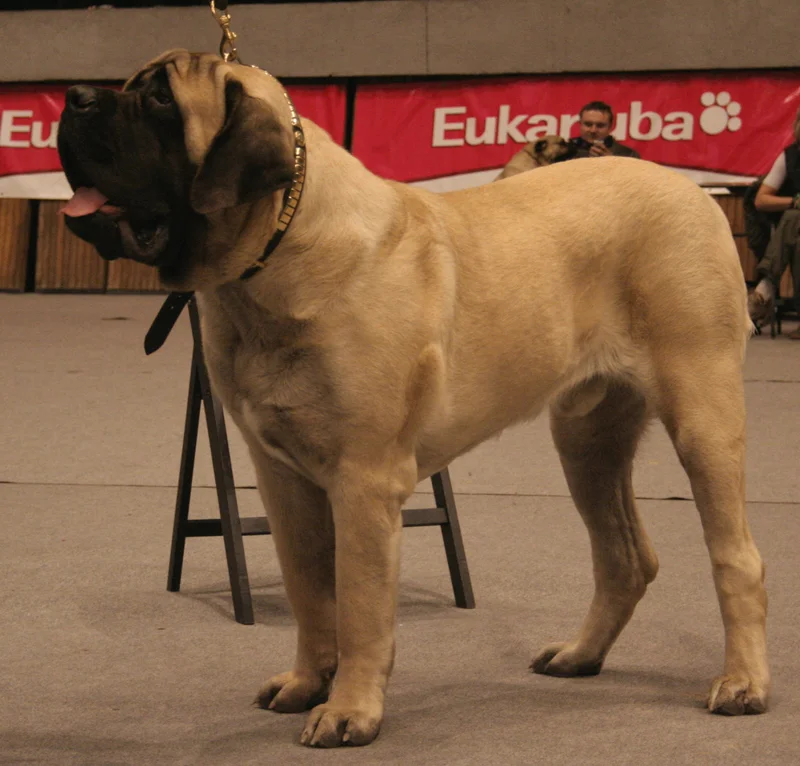 English Mastiff, a 83% match to Bullmastiff