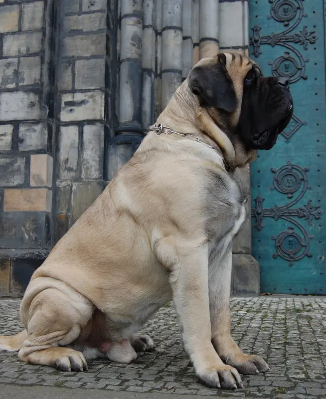 English Mastiff photo thumbnail 5