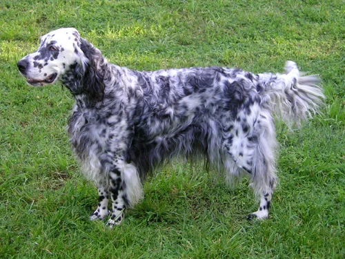 English Setter, a 87% match to Tamaskan Dog