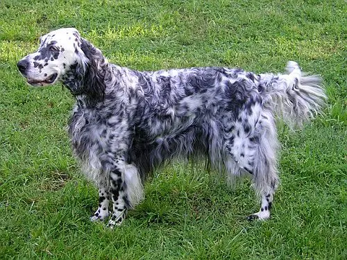 English Setter photo thumbnail 2