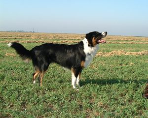 English Shepherd, a 86% match to Miniature American Shepherd