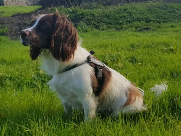 English Springer Spaniel - Sporting breed known for being Affectionate and Energetic