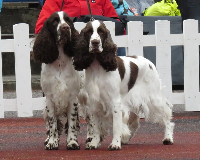 English Springer Spaniel, a 89% match to Flat-coated Retriever