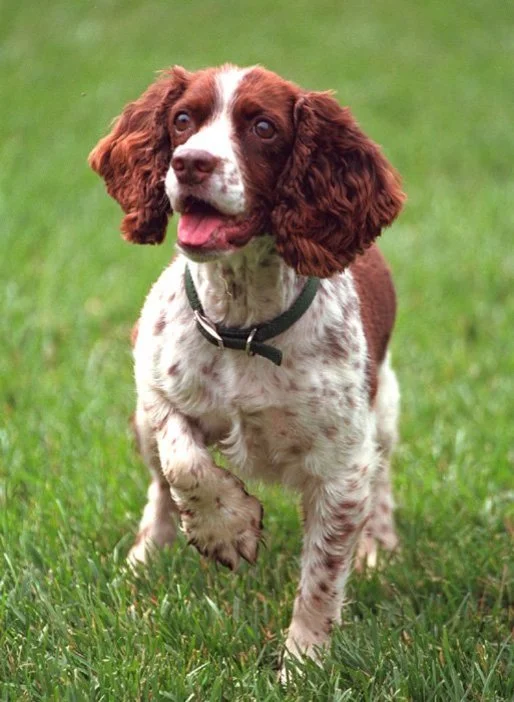English Springer Spaniel photo thumbnail 4