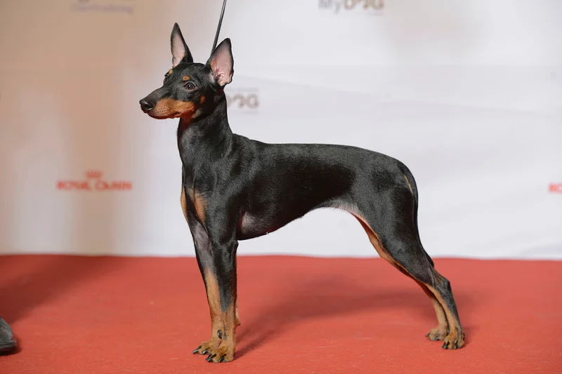 English Toy Terrier (Black & Tan), a 90% match to Affenpinscher