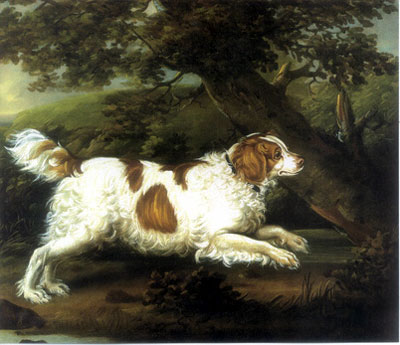 English Water Spaniel photo thumbnail 1