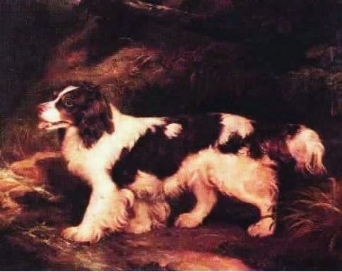 English Water Spaniel photo thumbnail 2