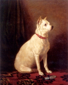 English White Terrier - Terrier breed known for being Affectionate and Courageous