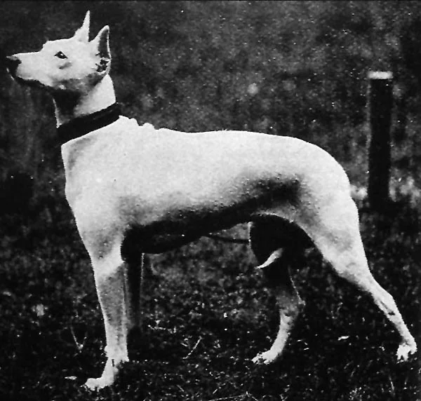 English White Terrier, a 87% match to Affenpinscher
