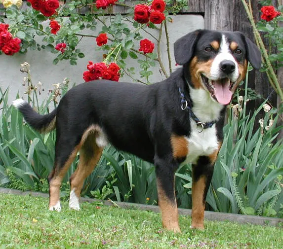 Entlebucher Mountain Dog photo thumbnail 1