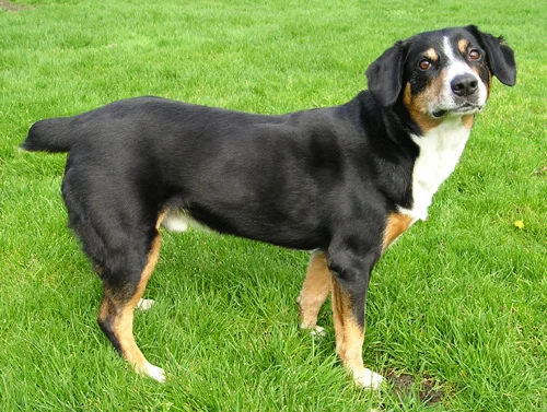 Entlebucher Mountain Dog photo thumbnail 2